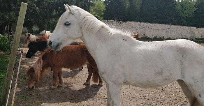 Pension pour chevaux à Coye-La-Forêt, Chantilly, Lamorlaye